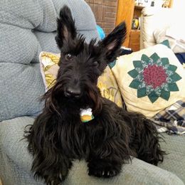 Maisy - Scottish Terrier