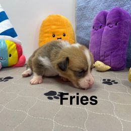 Fries - Red female Pembroke Welsh Corgi puppy in Apison, Tennessee from Ashmore Corgis