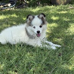 Flint - White male Pomsky puppy in Amarillo, Texas from Pom Pom Pomskies