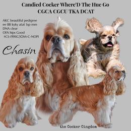 Chasin - Cocker Spaniel