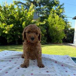 Orange - Red  female Goldendoodle puppy in Citrus Heights, California from Tanya's Goldendoodles
