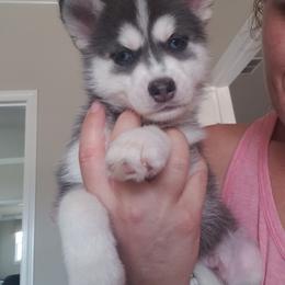 Pomsky Puppies from Bluebonnet Pomskies