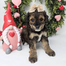 Valentine - Merle female Goldendoodle puppy in Leander, Texas from Doodle Doula