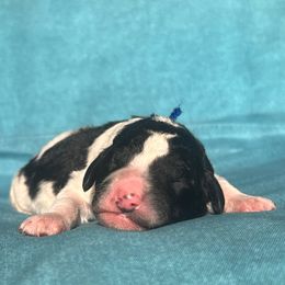 Comet - Parti male Labradoodle puppy in Monticello, Georgia from Daylin’s Doodles & Labradors
