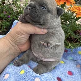 Boy 2 - Fawn male French Bulldog puppy in Jacksonville, Florida from Jacksonville Frenchies