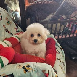 Pumpkin - White and buff female Bichon Frise puppy in Chatham, Illinois from Bichon Frise Partnership