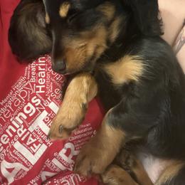 Dachshund Puppies from Birkin’ Paws