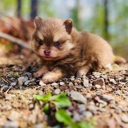 Schnitzel - Chocolate and tan male Pomeranian puppy in Buck Valley, Pennsylvania from Buck Valley Pomeranians