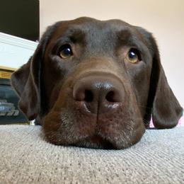 Labrador Retrievers from Jaycee Labradors