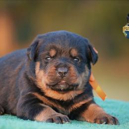 Tacoma - Black and mahogany female Rottweiler puppy in Uniontown, Alabama from CedarBluff Rottweilers