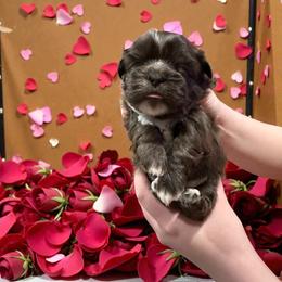 Liver boy - Chocolate male Shih Tzu puppy in Phillipsburg, New Jersey from Debilyn’s Shih Tzu’s
