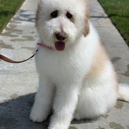 Zuma - Saint Bernard