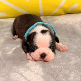 Sky - Brindle and white male Boston Terrier puppy in Hialeah, Florida from K&N Boston Paws