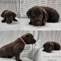 Cinderella - Chocolate female Labrador Retriever puppy in Boyd, Minnesota from Lindley Labradors