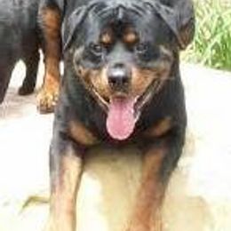Rottweilers from Windrock Rottweiler