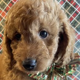 Assorted Doodle Crosses and Goldendoodle Puppies from Little Acre Doodles