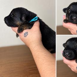 Queen - Black and tan female German Shepherd puppy in Florida from Best Shepherds
