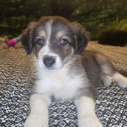 Gracie Blue - Slate female Border Collie puppy in Fenton, Michigan from Darrowby Border Collies