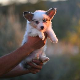 Opal - Blue merle and white female American Corgi puppy in Mariposa, California from Gem Coast Corgis
