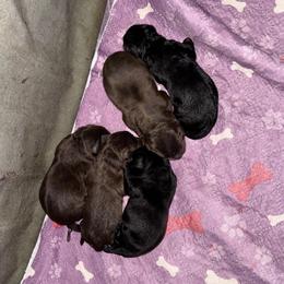 Teal Collar Female - Chocolate female Labrador Retriever puppy in Kissimmee, Florida from SunState Labs