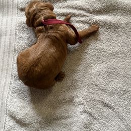 Aurora - Red  female Poodle puppy in Mount Vernon, Illinois from AMC Poodles