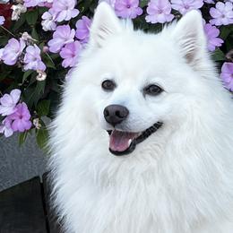 Kenji - Japanese Spitz