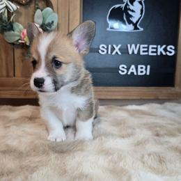 Sabi - Red male Pembroke Welsh Corgi puppy in Lake Elsinore, California from Rose Petal Corgis