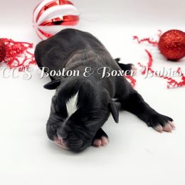 Boston Terrier and Boxer Puppies from CC's Boston & Boxer Babies