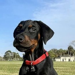 Doberman Pinscher and Labrador Retriever Puppies from Mississippi K9 Kennel