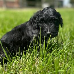 Meteor - Black and white male Aussiedoodle puppy in Columbia Falls, Montana from Firefly Aussies & Aussiedoodles