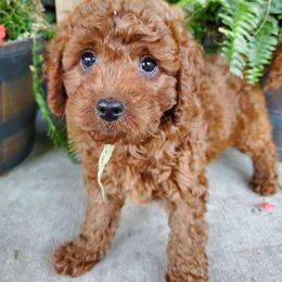 NEON GREEN BOY - Red male Cavapoo puppy in Wisconsin from Catch A Cavapoo