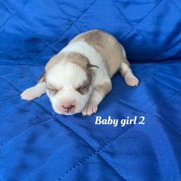 Baby girl 2 - Sable and white female Siberian Husky puppy in Ocala, Florida from Florida Husky Puppies