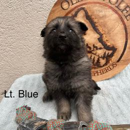 Lt. Blue Collar Girl - Sable female German Shepherd puppy in Columbus, Mississippi from Olde Wolfe German Shepherds