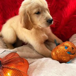 Golden Retriever Puppies from American True Golden retriever
