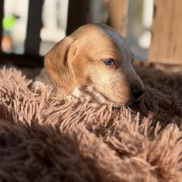 Acuña - Piebald male Dachshund puppy in Blackstone, Virginia from Dainty Dachshunds