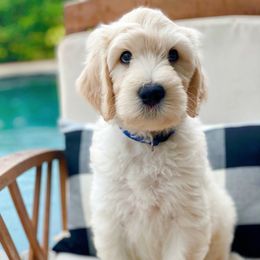 Labradoodle Puppies from Florida Doodle