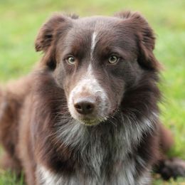 Colt - Border Collie