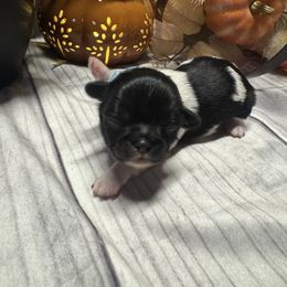 Asher - Black and white male Shih Tzu puppy in Success, Missouri from Records Precious Puppies