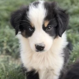 Male 7 - Black tri Miniature Australian Shepherd puppy in Visalia, California from Furrever.Mini.Aussies.llc