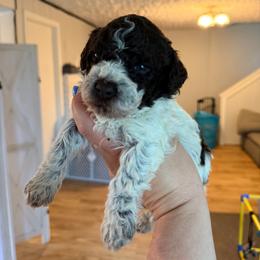 Gerbera Daisy (Green collar) - Brown female Lagotto Romagnolo puppy in Ashland, Ohio from SS Australian Shepherds