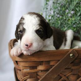 Rocket - White and gold male Bordoodle puppy in Ashland, Ohio from Cherry Blossom Doodles