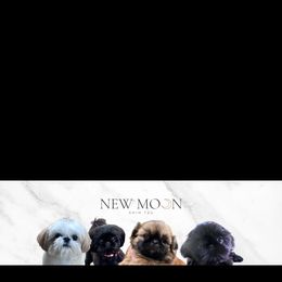 K - Tricolor male Shih Tzu puppy in Galveston, Texas from 🌗 New Moon Shih Tzu 🌗