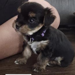 Mrs Purple - Black and tan female Yorkshire Terrier puppy in Dover, Delaware from Lewis Precious Paws