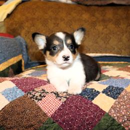 Steven - Black and tan male Pembroke Welsh Corgi puppy in Morton, Mississippi from Crown AB Farms Pembroke Welsh Corgis