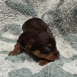 Latte - Chocolate, tan and white female Yorkshire Terrier puppy in Crossville, Tennessee from Lil Britches Yorkies