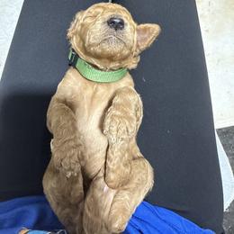 AKC  Standard poodle Chip - Red  male Poodle puppy in Harrisburg, Arkansas from Ransone’s Ridge Runners Poodles and Doodles