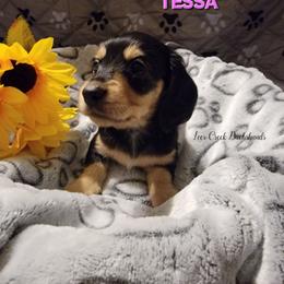 Tessa - Black and cream female Dachshund puppy in Leesburg, Ohio from Lees Creek Dachshunds