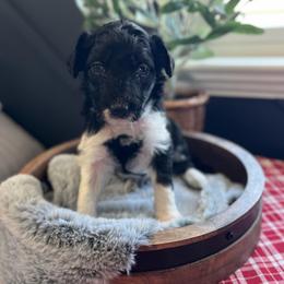 Angel Hair - White and black female Bordoodle puppy in Valley Center, California from Circle R Valley Bordoodls