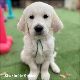 Urkel (green) - Golden Retriever puppy from Skarlotte Goldens