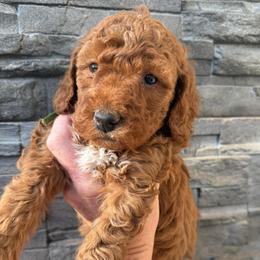 Shannon - Red  female Goldendoodle puppy in Stratford, New Jersey from Meadow Lark Doodles